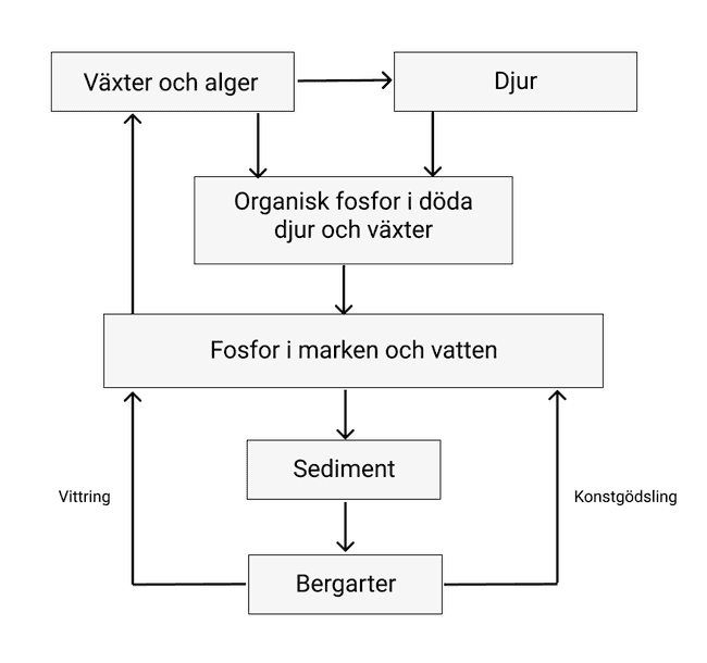 fosfor kretslopp