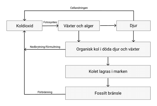 kolets kretslopp kolets kretslopp
